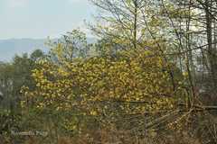 Litsea sericea